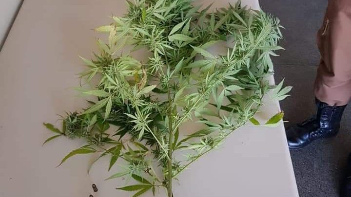 TRÁFICO DE DROGAS EM UNIÃO DA VITÓRIA, PÉ DE MACONHA É APREENDIDO