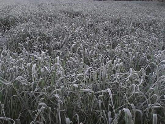 São Mateus do Sul é uma das cidades que fez mais frio na madrugada deste sabado no Paraná