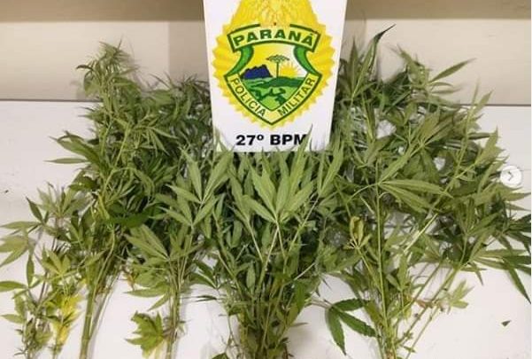 PM localiza plantação de maconha em União da Vitória