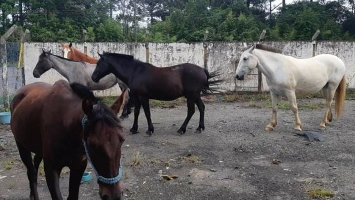 PRF recolhe cavalos soltos na BR 476 em São Mateus do Sul