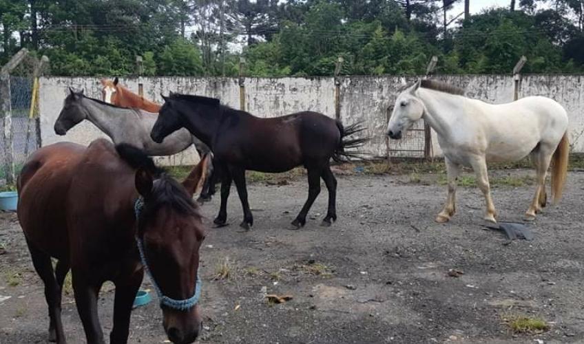 PRF recolhe cavalos soltos na BR 476 em São Mateus do Sul