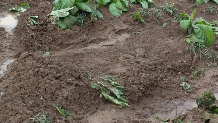 Plantações de fumo e erva mate são destruídas no interior de São Mateus do Sul por veículos