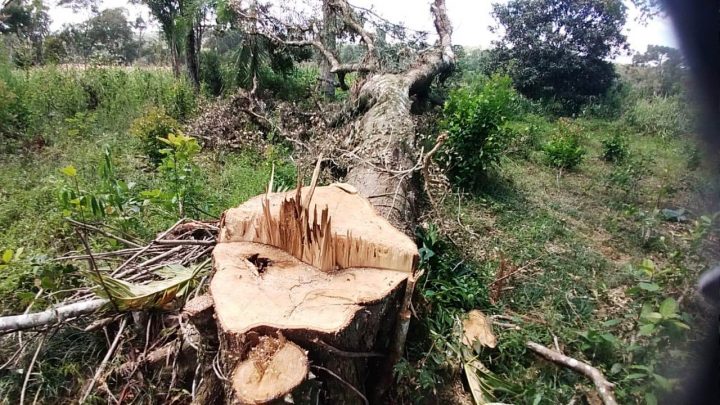 Ocorrência da Polícia Ambiental em Prudentópolis