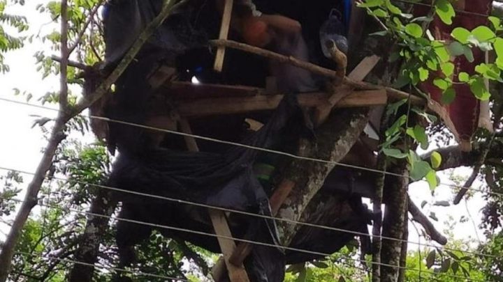 Homem natural de São Mateus do Sul monta casa em arvore de avenida movimentada de Curitiba