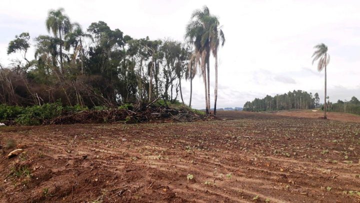 Ocorrência da Polícia Ambiental na Lapa