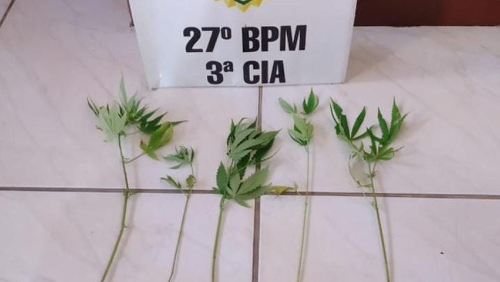 Pés de maconha São apreendidas pela PM em São Mateus do Sul