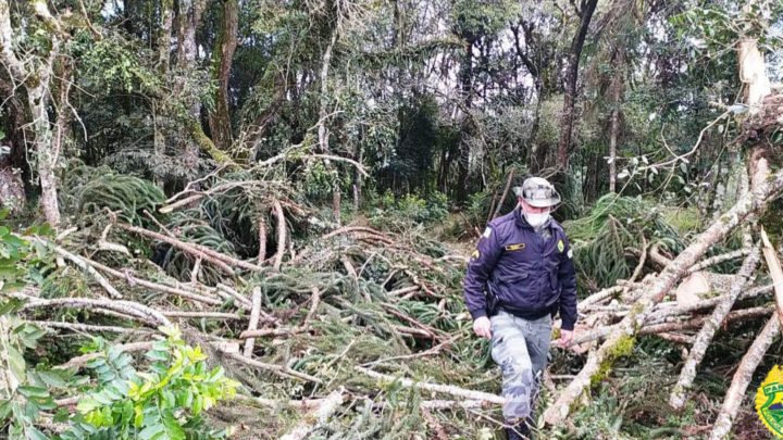 Polícia Ambiental multa em 10 mil reais morador de Rebouças por corte de Pinheiros