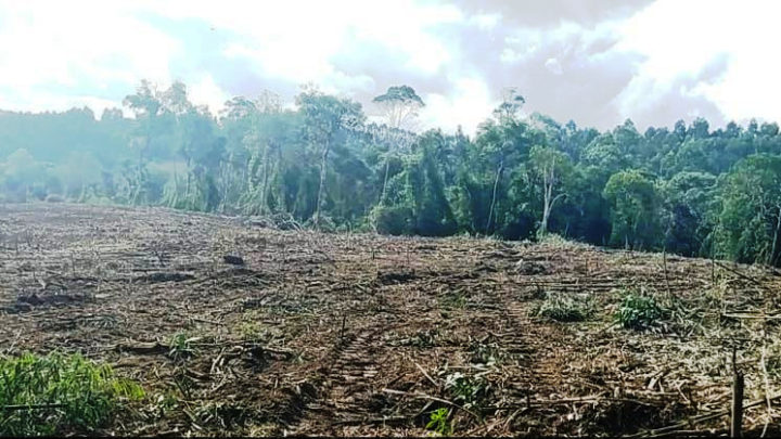 Morador de Paulo Frontin recebe multa de 35 mil reais por destruição de vegetação