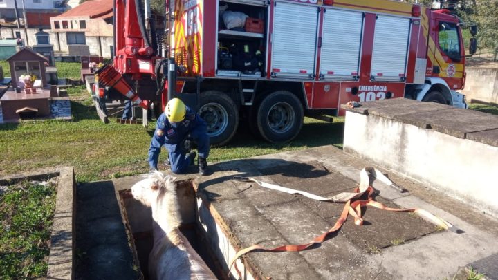 Cavalo cai dentro de Túmulo em Mafra