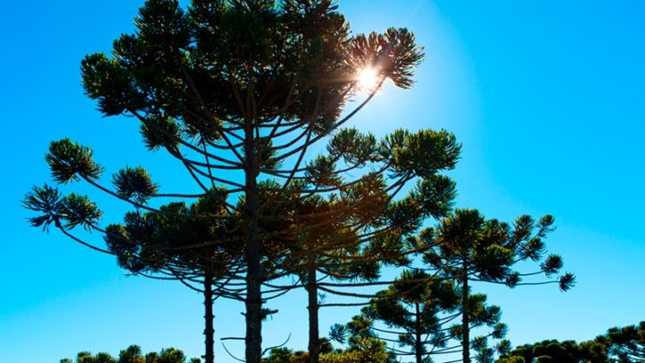 Ampliar florestas com Araucária tem relação com sustentabilidade”, defende Bacil
