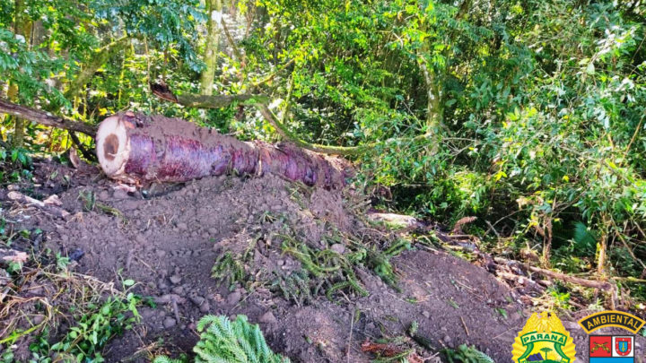 Ocorrência da Polícia Ambiental na Lapa