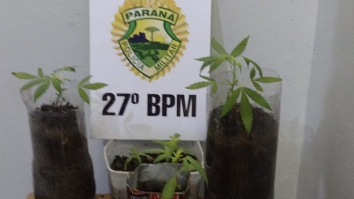 Pés de maconha são localizados pela ROTAM em residência na Vila Amaral