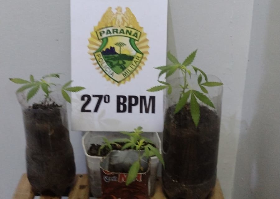Pés de maconha são localizados pela ROTAM em residência na Vila Amaral