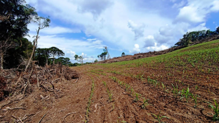 Polícia Ambiental aplica 230 mil em multa por desmatamento na Lapa